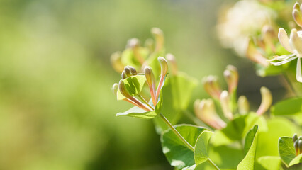 Honeysuckle buds and blooms in sunlight