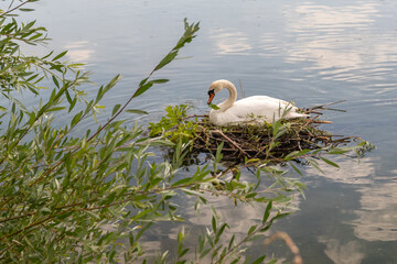 Höckerschwan sitzt am Nest und bessert es aus