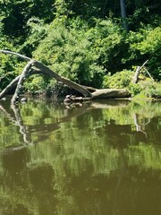Turtles Sunning Themselves on Lake