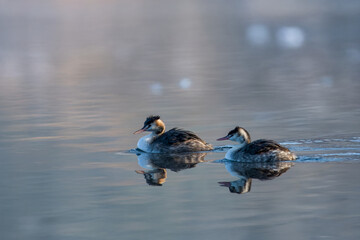 Una coppia di svassi maggiori (Podiceps cristatus) si muove fianco a fianco nell'acqua dello stagno. 