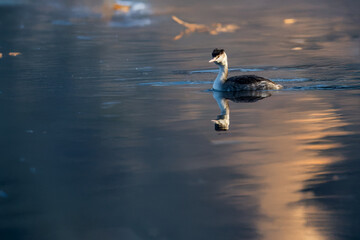  Uno svasso maggiore nuota nel lago alla luce del mattino in cerca di cibo.