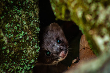 mouse in a tree