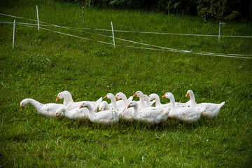 Summer on a farm, green fields with geese, green garden, trees, herbs