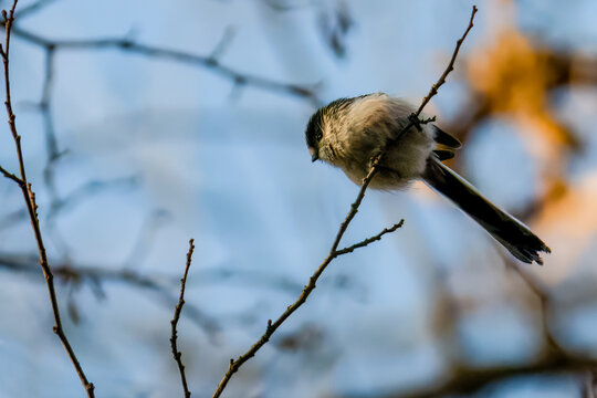 Un codibugnolo (Aegithalos caudatus) appollaiata su un ramo   si guarda intorno in una colorata giornata autunnale.
