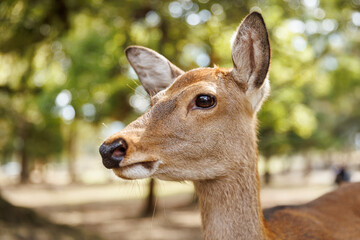 The Graceful Deer Found in Its Natural Habitat Amidst the Beautiful Greenery and Flora