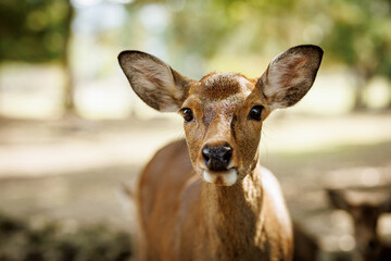 This is a closeup view of a young deer gracefully positioned in its lush natural habitat