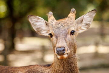A Curious Deer CloseUp Captured Beautifully in Its Natural Habitat, Showcasing Intricacies