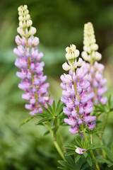 Purple and white lupine flowers in garden