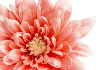 delicate coral chrysanthemum flower on white background