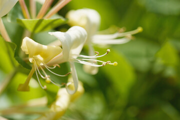 Close-up of blooming white honeysuckle flower