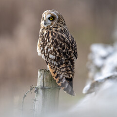 Short-Eared Owl Perching
