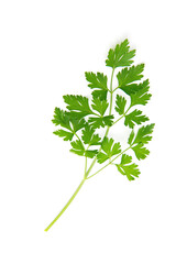 Fresh parsley leaves on white background