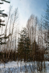 Coniferous trees in a snowy forest on a day