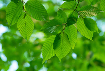 Fototapeta na wymiar green leaves on the green backgrounds