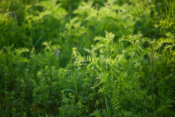 Lush Green Foliage in Sunlit Meadow
