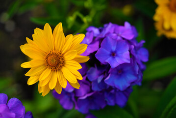 Purple phlox and yellow flowers in the summer garden. A beautiful bouquet of bright flowers in summer.