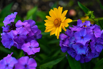 Purple phlox and yellow flowers in the summer garden. A beautiful bouquet of bright flowers in summer.