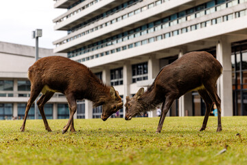 In an Urban Landscape, Two Deer are Engaged in Sparring, Exhibiting Playful Behavior