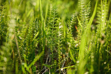 Close-up of vibrant green grass basking in soft sunlight