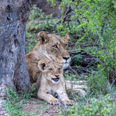 LIoness and Cub at Rest