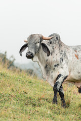 Photo of bull on the farm on a summer afternoon