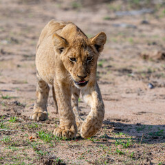 Lion Cub with full belly walking