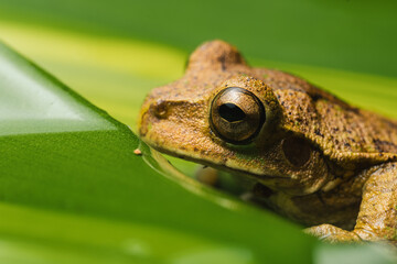 Photo of a frog's eye on a leaf
