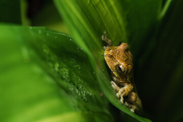 Photo of a frog climbing up a leaf