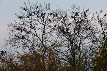 a flock of black birds on a tree with the evening sky in the background