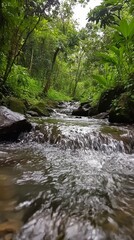 Fototapeta premium Emerald Stream: A flowing stream carves through a vibrant emerald green rainforest, inviting a sense of exploration and connection with nature's tranquility. 
