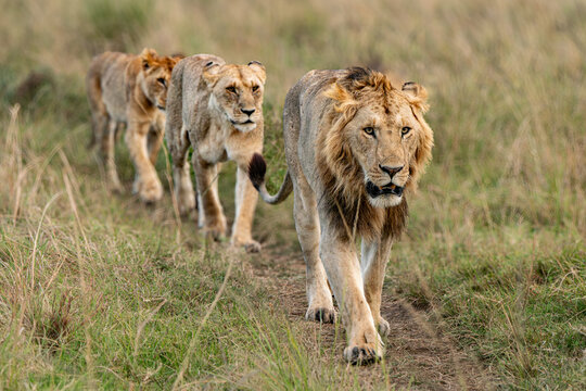 3 lions in a row