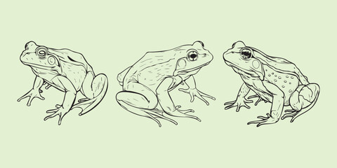 American bullfrog line art bundle perfect for logos, clipart, and creative vector illustrations.