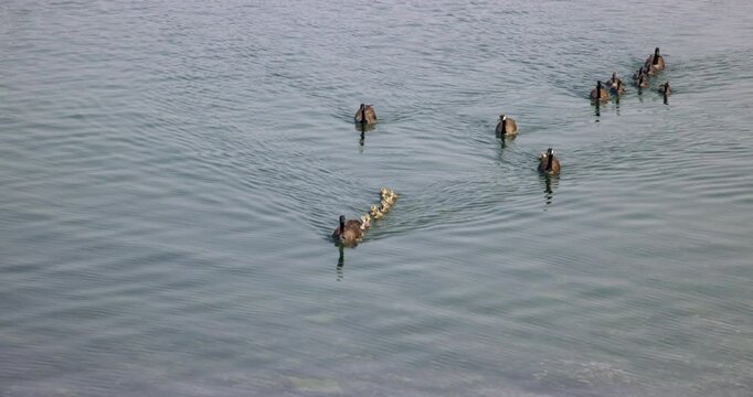 Canada Geese with Goslings at Ballard Lock Seattle