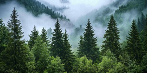 Fototapeta premium Misty evergreen forest with ethereal atmosphere