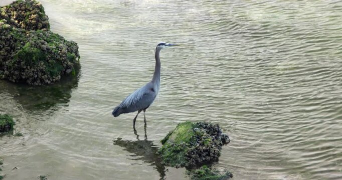 Heron sitting on a rock at Ballard Lock in Seattle