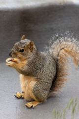 Obraz premium squirrel eating an almond
