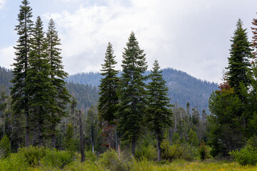 Pine trees in the mountains of Lake Tahoe area in California