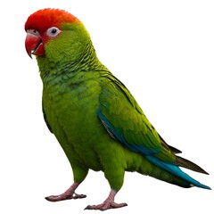 Obraz premium Uvea Parakeet full body images