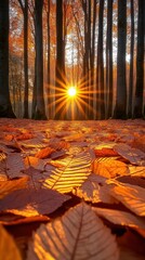 Bright orange sunlight filters through tall trees onto a forest floor covered in vibrant autumn leaves