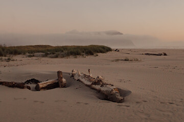 tree on the beach with mountain in background