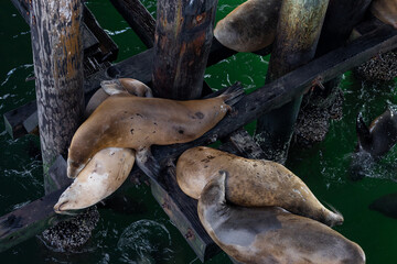 Santa Cruz, California sea lion group sleeping under pier 