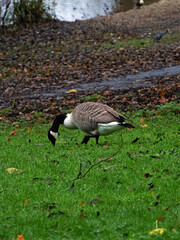 goose on the grass