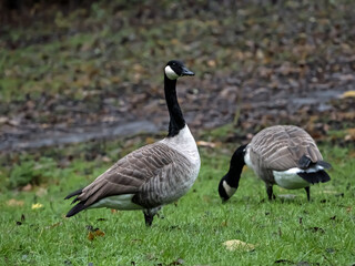 canadian goose on the beach