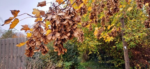 herbst
