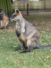 Kangaroo in grass