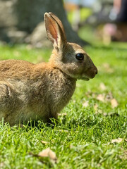 rabbit in the grass