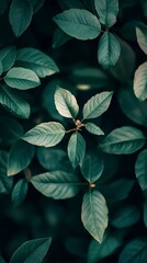 Emerald Canopy: A lush tapestry of deep green leaves, vibrant and rich in texture, creates a captivating and serene natural backdrop.&nbsp;