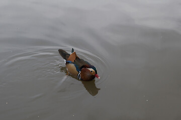 duck in the water