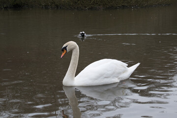 Fototapeta premium swan on the lake