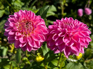 Two beautiful dahlia pink flowers